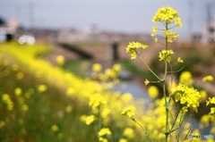 菜の花