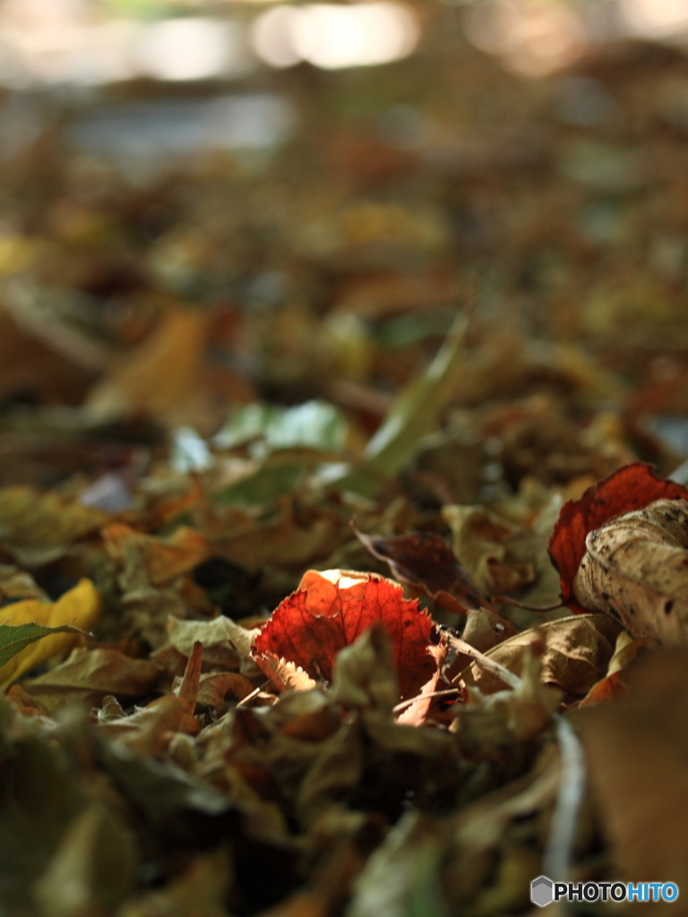 落ち葉(^o^)