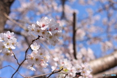 にぎやかに咲いています(^o^)