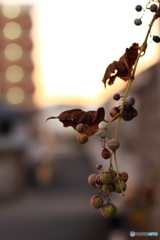 夕暮れララバイ(^o^)