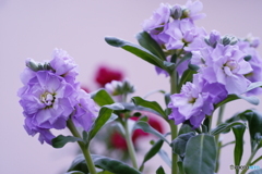 華やかなお花さん(^o^;