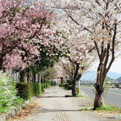 桜並木Film