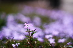 芝桜さん咲いていました(^o^;