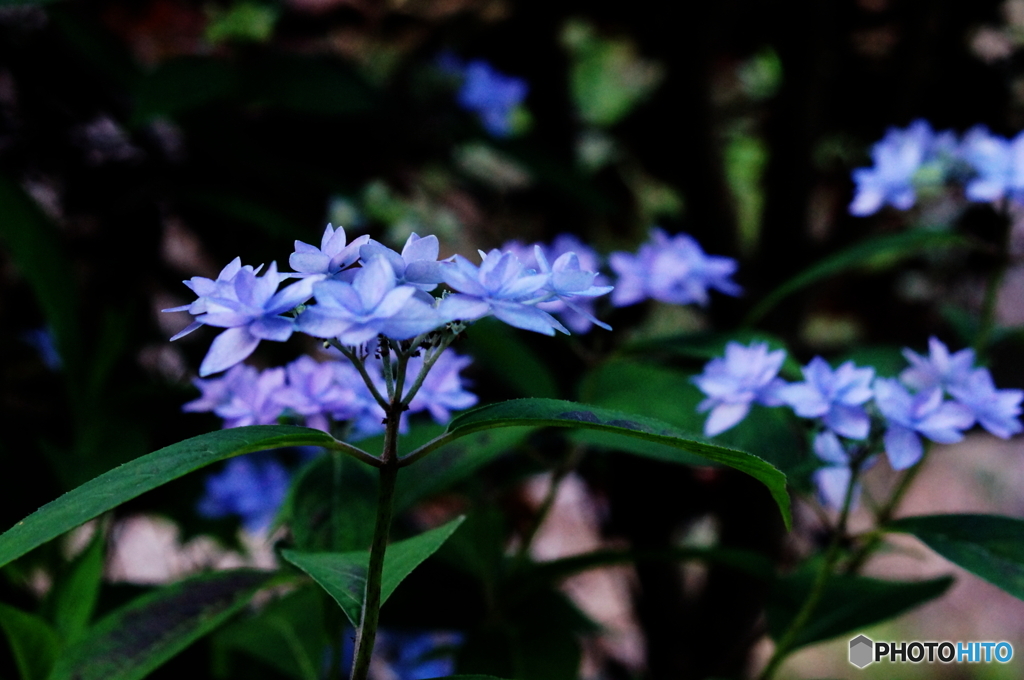 山紫陽花でしょうか(?_?)
