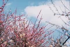 青空に映えるu(=^・^=)film