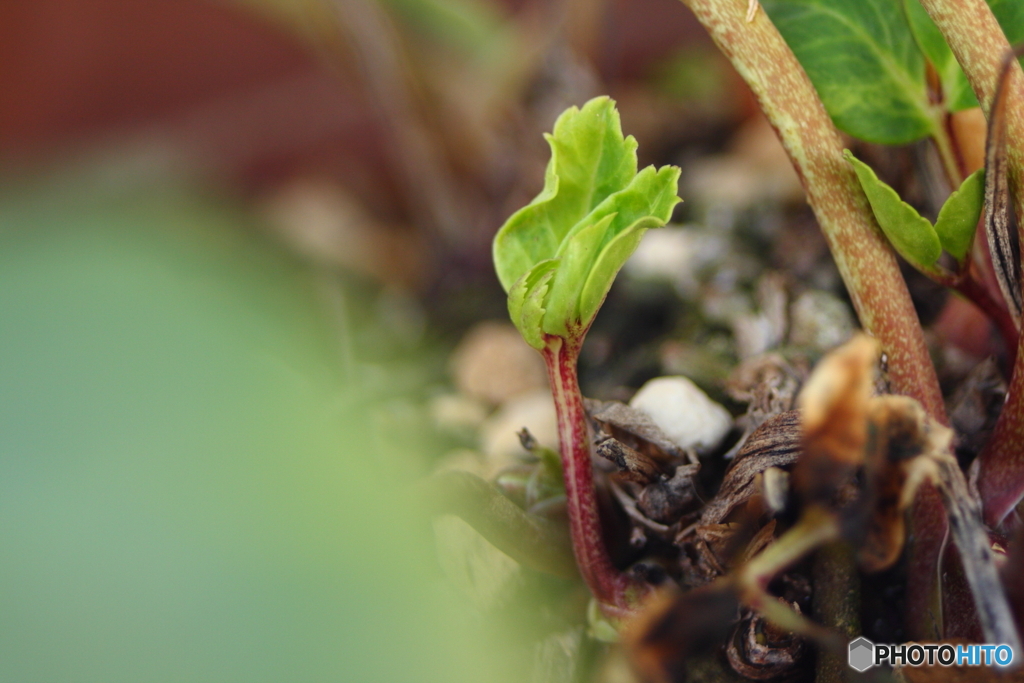芽吹き(^o^)