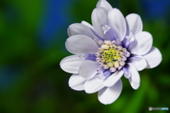 討ち入りの日に咲いた花(=^・^=)