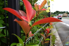 色づいています(^o^)j