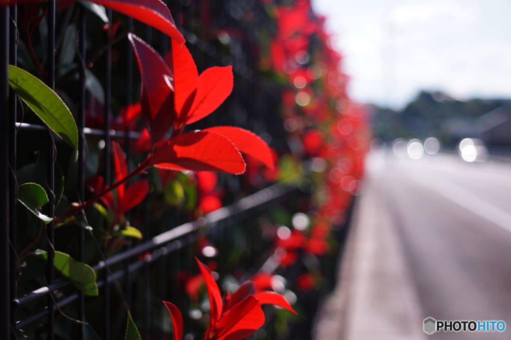 検証/黄変アトムレンズ(⊙_⊙;)