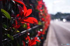 検証/黄変アトムレンズ(⊙_⊙;)