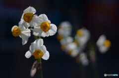 寄れるレンズは正義です(^o^;