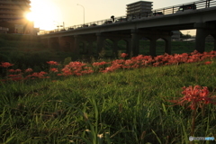 彼岸花ドラマティックに(^o^;