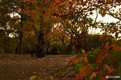木々は秋色に(^o^;p