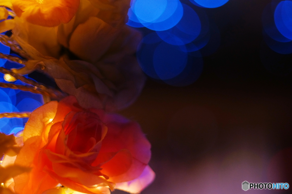 薔薇の溜息(=^・^=)