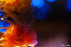 薔薇の溜息(=^・^=)