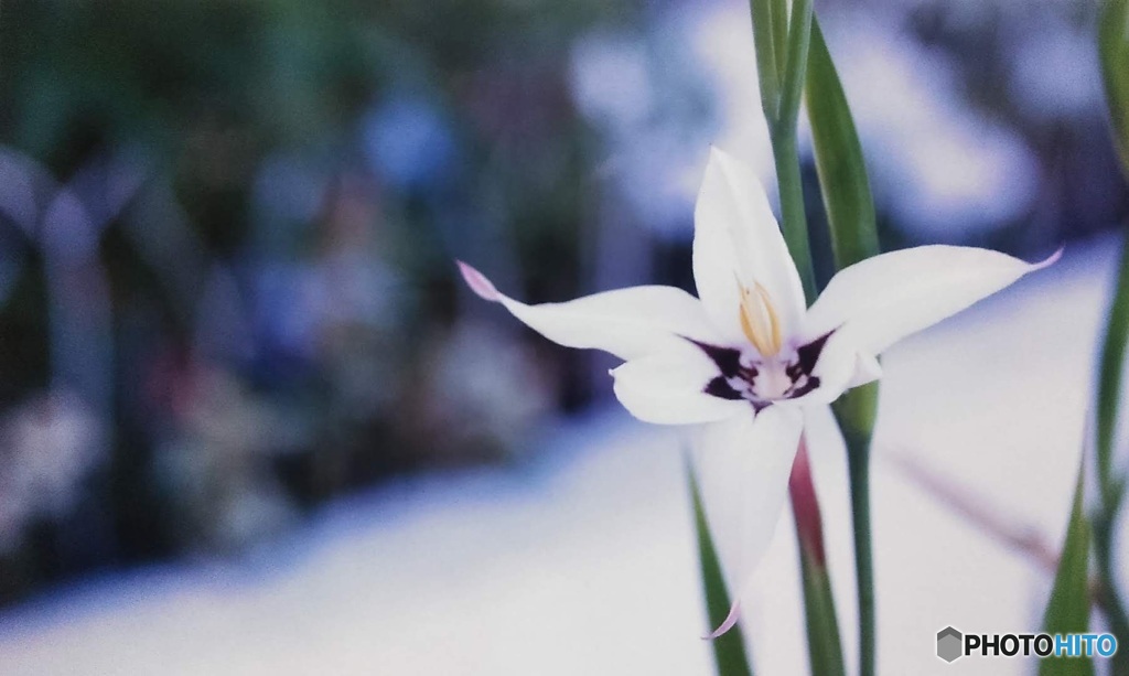 再掲します(_ _;)アシダンテラ・ムリエレー