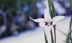 再掲します(_ _;)アシダンテラ・ムリエレー 再掲します(_ _;)アシダンテラ・ムリエレー