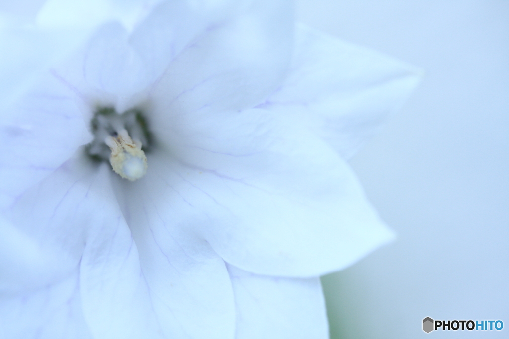 もうすぐ咲くと思います(^o^;