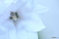 もうすぐ咲くと思います(^o^;