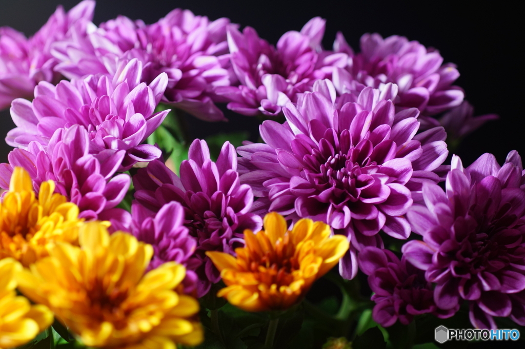 ♪お家へ連れてって～(=^・^=)