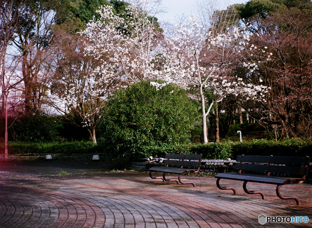 コブシ咲く公園(^o^;film