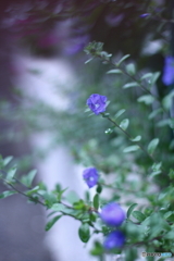 夏の日の思い出(^o^)