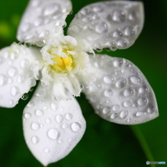 氷雨に耐えるライティアimage(_ _;)