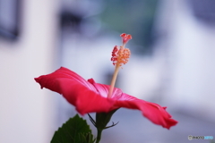 最後の開花(=^・^=)