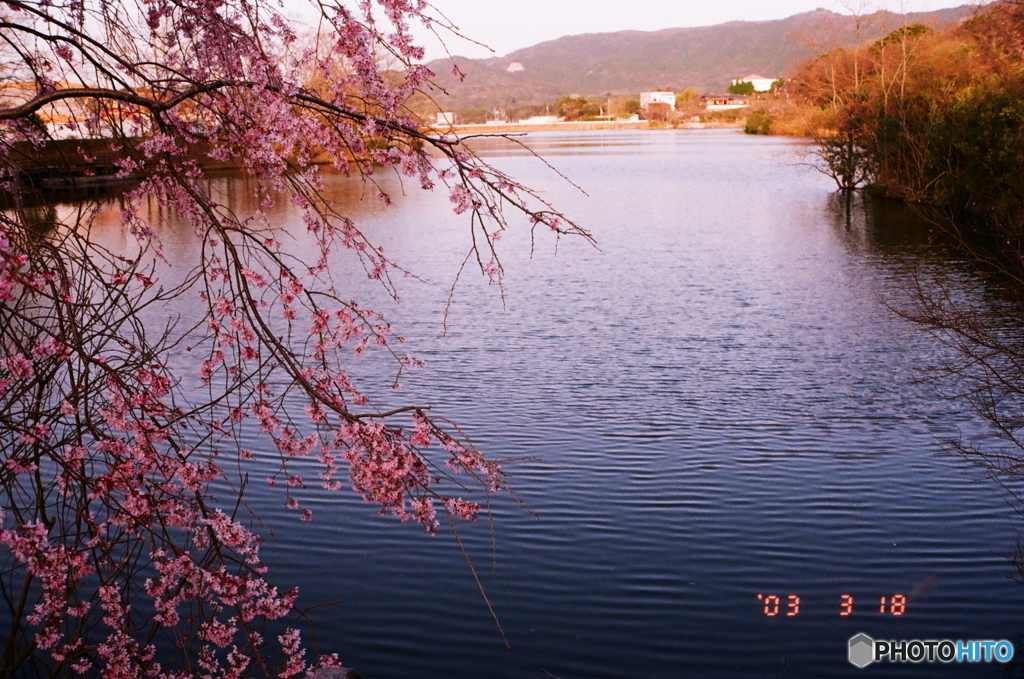 夕暮れの枝垂桜(^o^;film