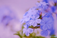 咲き続ける夏の花③