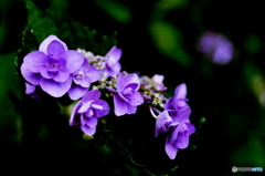 妖しき紫陽花(=^・^=)film