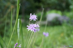 可憐な花(^o^;