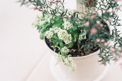 冬の定番② 　フィルム撮影(^o^;k