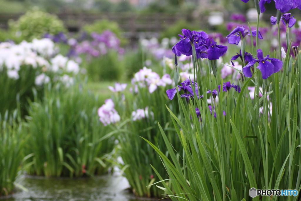雨が似合う花菖蒲(^o^)