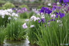 雨が似合う花菖蒲(^o^)