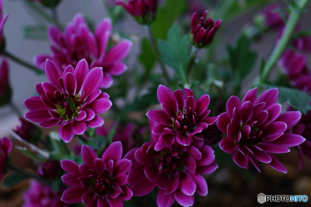 2番花咲き出しました(=^・^=)