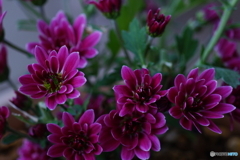 2番花咲き出しました(=^・^=)