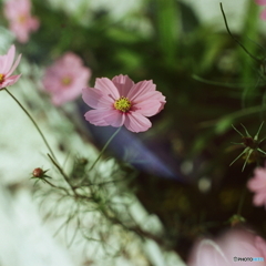 やさしい日差しに(=^・^=)film