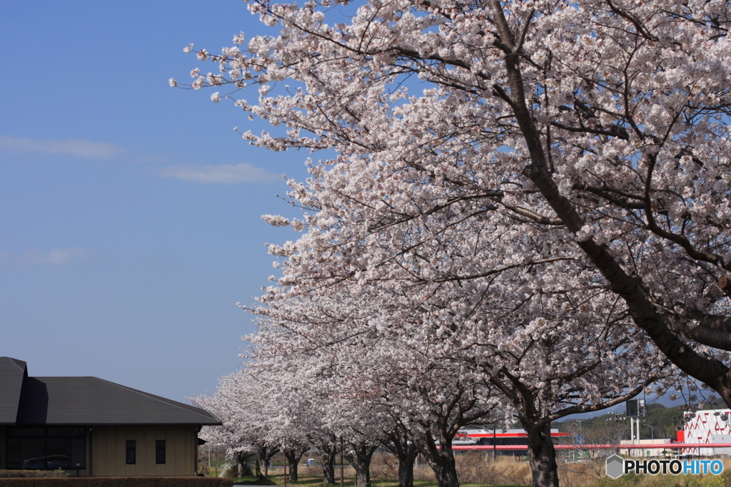 満開です＼(^o^)／