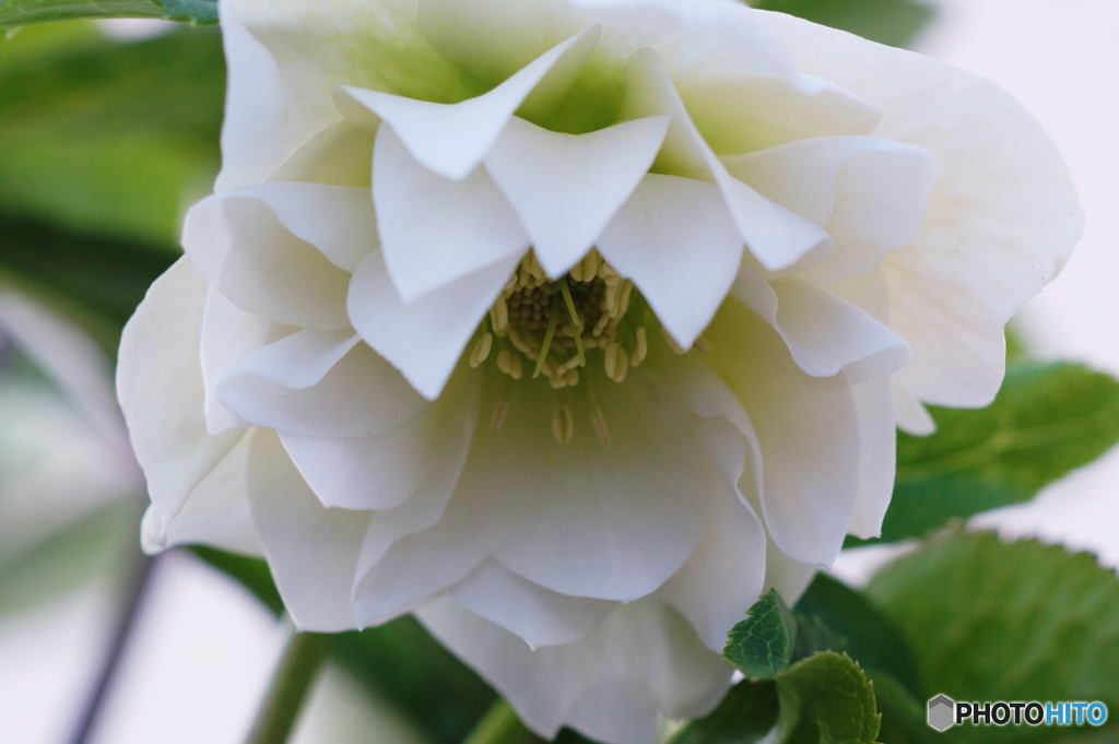 寒風にも負けず(=^・^=)