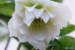 寒風にも負けず(=^・^=)