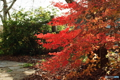 最後の紅葉 film(^o^;