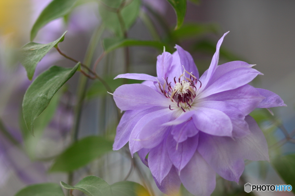 FD135㎜でのクレマチスさん(^o^)