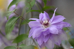 FD135㎜でのクレマチスさん(^o^)