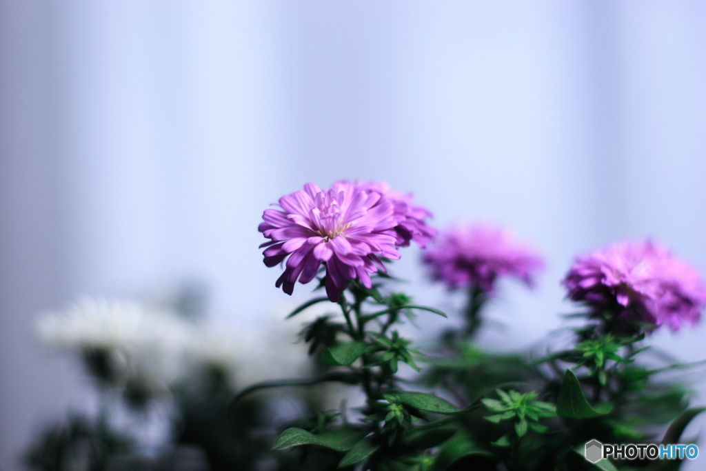 孔雀アスターです(^o^)i