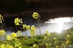 ②写ったよペンタックスSP(=^・^=)film