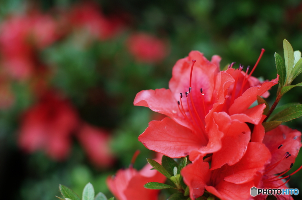 ときは今天が下しる五月哉by明智小五郎(・・;)