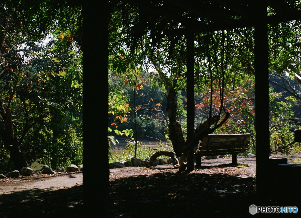 小さな秋(=^・^=)film