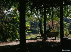 小さな秋(=^・^=)film