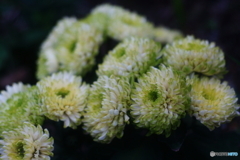 魅惑の花(=^・^=)
